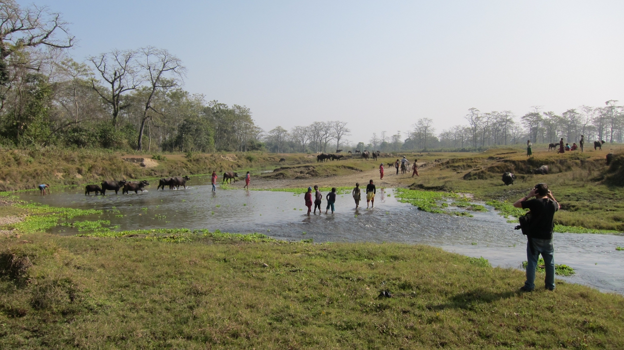 The Tharu Stick Dancers of Sauraha